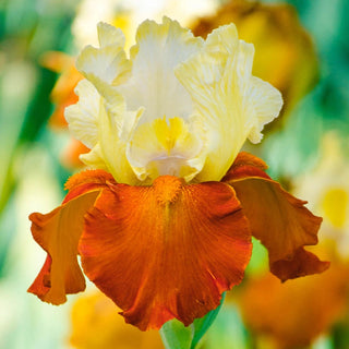 Fall Fiesta Bearded Iris Seeds